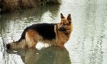 Revoir Rex, chien flic du 28 Aout