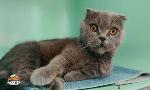 Revoir Animaux � adopter du 30 Aout
