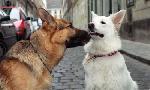 Revoir Rex, chien flic du 31 Aout