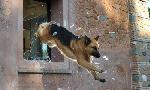 Revoir Rex, chien flic du 03 Septembre