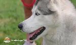 Revoir Animaux � adopter du 06 Septembre