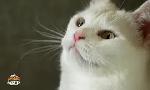 Revoir Animaux � adopter du 20 Septembre