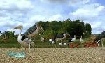Revoir V�t�rinaires : leur vie en direct du 24 Septembre