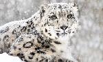 Revoir Survivre � l'hiver du 26 Septembre
