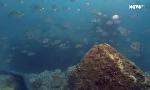 Revoir Tr�sors sous les mers du 27 Septembre
