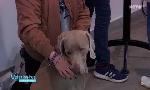 Revoir V�t�rinaires : leur vie en direct du 02 Octobre