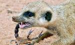 Revoir Namibie sauvage du 08 Octobre