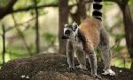 Revoir Madagascar, l'�le rouge du 23 Octobre