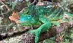 Revoir Madagascar, l'�le rouge du 23 Octobre